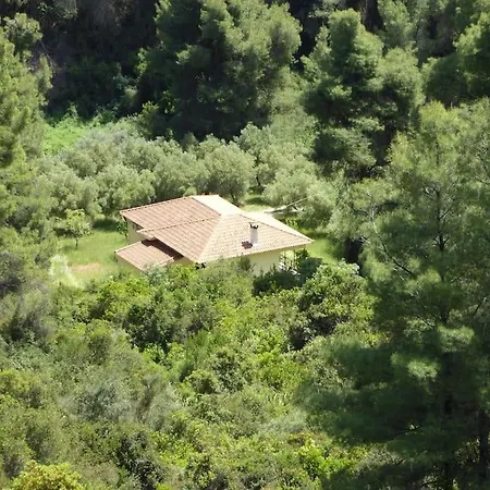 Pine Tree * Неа-Скиони