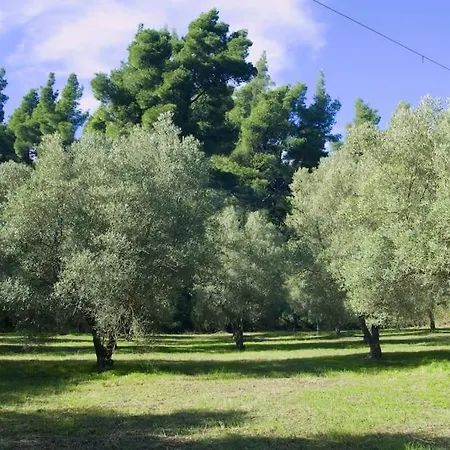 Дом отдыха Pine Tree *