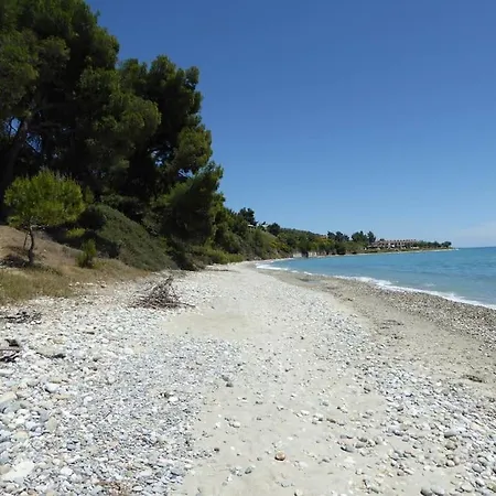 Pine Tree * Неа-Скиони