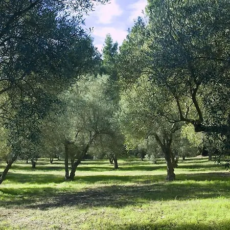 Pine Tree * Nea Skioni