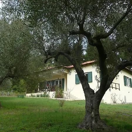 Pine Tree * Nea Skioni