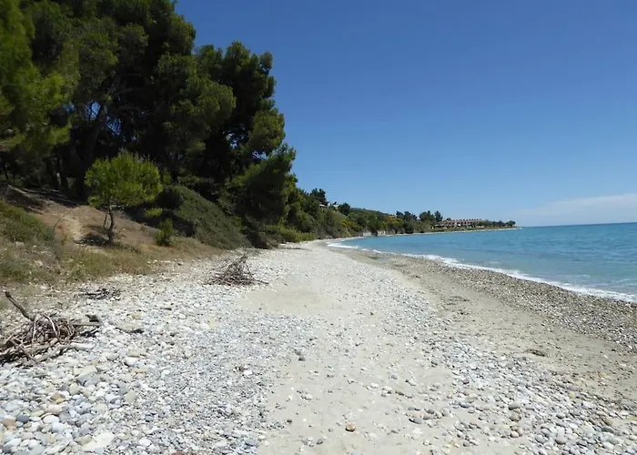 Pine Tree * Nea Skioni