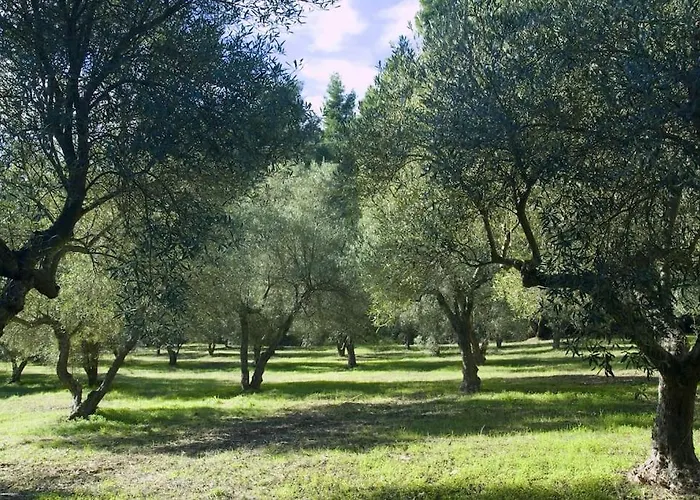 Pine Tree * Nea Skioni