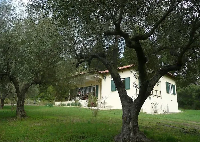 Pine Tree * Nea Skioni